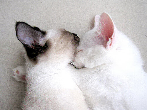 开云官网-青训项目开展交流赛推动跨校跨省技术对抗，青训比赛