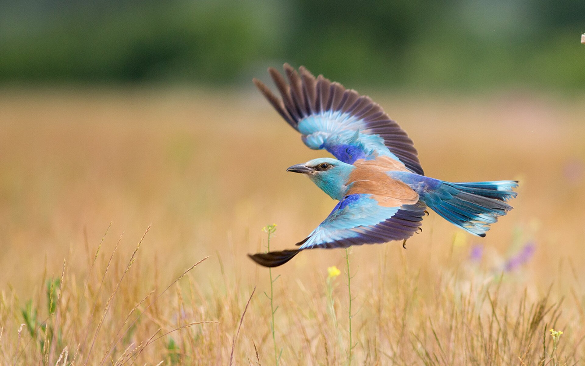 开云体育娱乐-中国足球国家队后卫职业路径与成才环境研究，中国队足球后卫名单